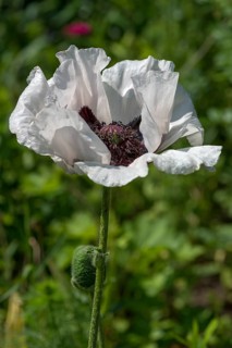 Oriental poppy (Papaver orientale)