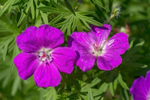 Blood-red Bloody cranesbill (Geranium sanguineum)