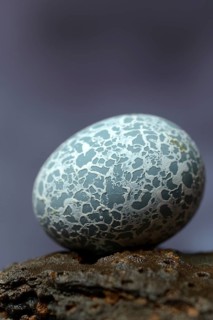 Egg of the Guira Cuckoo (Guira guira)