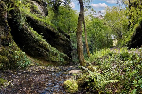 Primeval landscape in the Leidinghofer valley