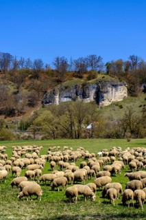 Flock of sheep