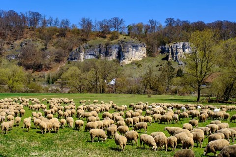 Flock of sheep