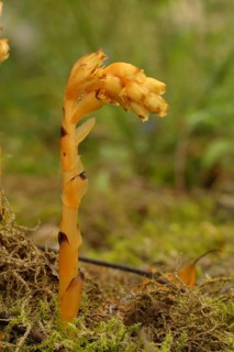 Dutchman's pipe (Monotropa hypopitys)