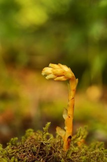 Dutchman's pipe (Monotropa hypopitys)