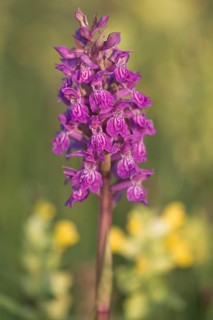 Moorland spotted orchid (Dactylorhiza maculata) between Rhinanthus