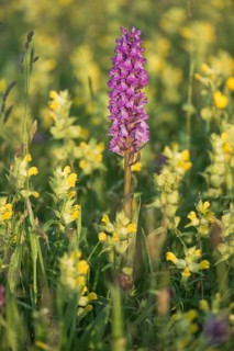 Moorland spotted orchid (Dactylorhiza maculata) between Rhinanthus
