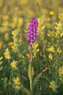 Moorland spotted orchid (Dactylorhiza maculata) between Rhinanthus