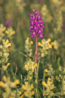 Moorland spotted orchid (Dactylorhiza maculata) between Rhinanthus