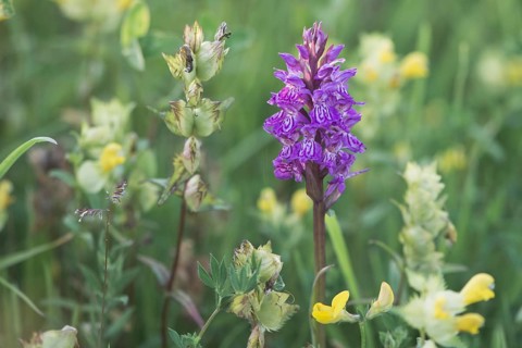 Moorland spotted orchid (Dactylorhiza maculata) between Rhinanthus
