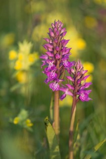 Moorland spotted orchid (Dactylorhiza maculata) between Rhinanthus