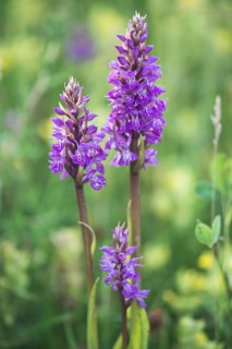 Moorland spotted orchid (Dactylorhiza maculata) between Rhinanthus