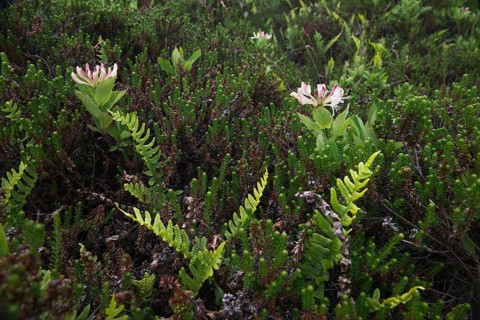 Honeysuckle (Lonicera caprifolium) and spotted fern (Polypodium vulgare)