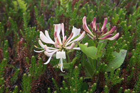 Honeysuckle (Lonicera caprifolium) and crowberry (Empetrum nigrum)