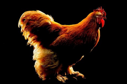Cock
