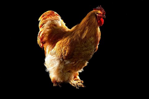 Cock