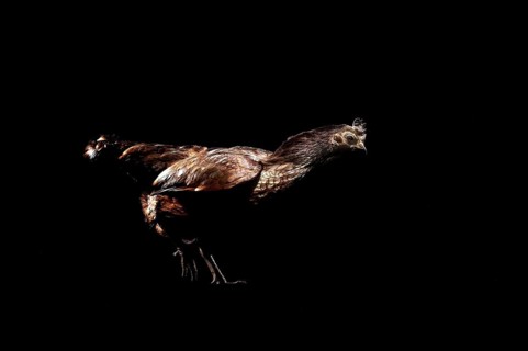 Chicken