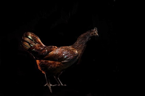 Chicken