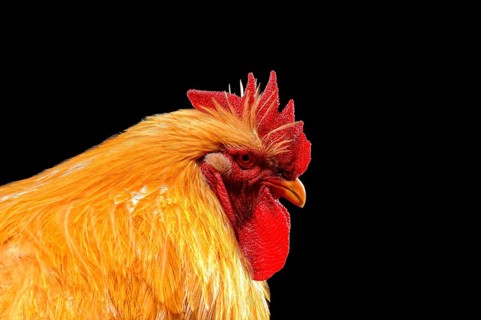 Cock