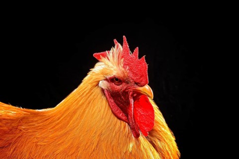 Cock