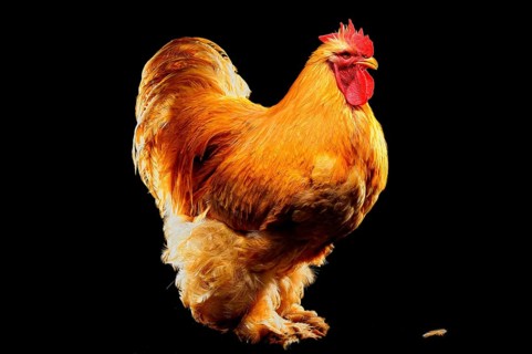 Cock