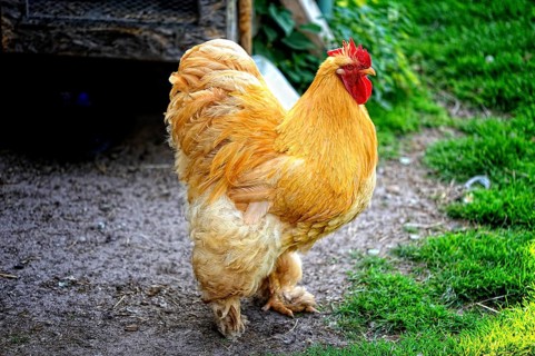 Cock