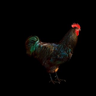 Cock