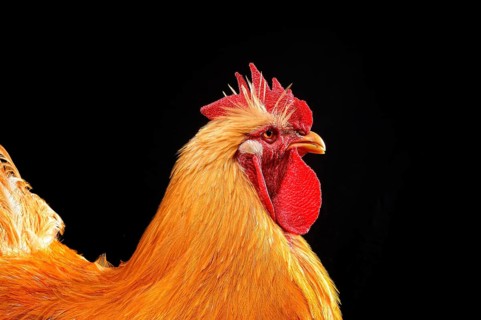 Cock