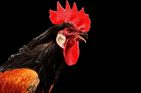 Cock