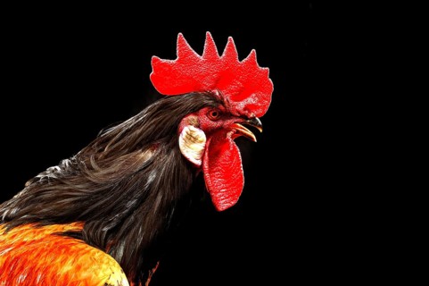 Cock