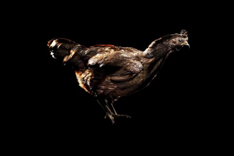 Cock