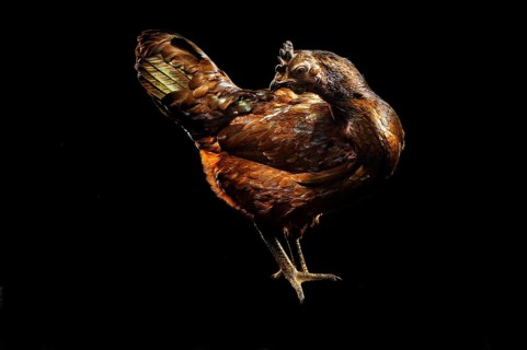 Cock