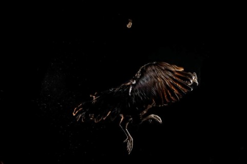 Cock