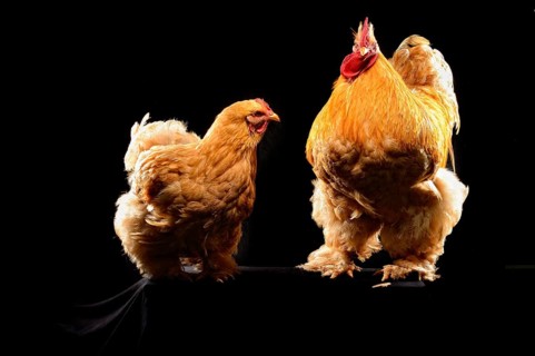 Cock