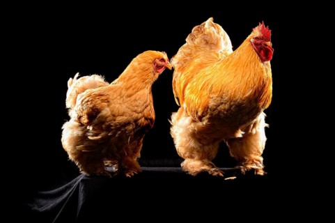 Cock