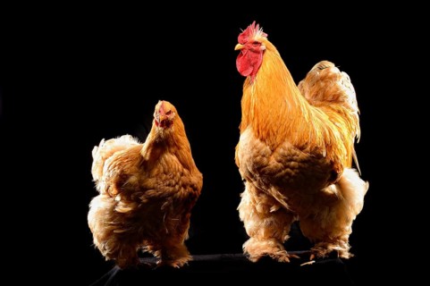 Cock