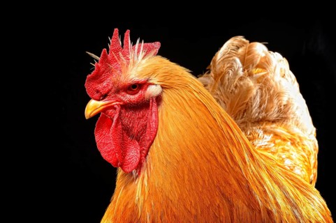 Cock