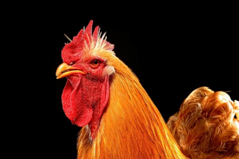 Cock