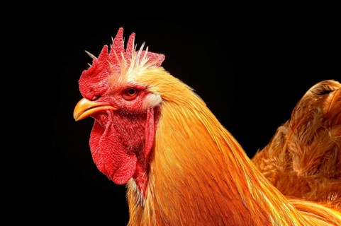 Cock