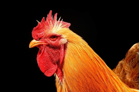Cock