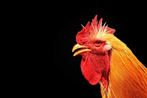 Cock
