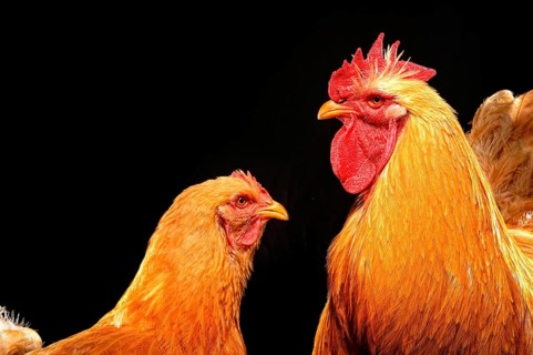 Cock