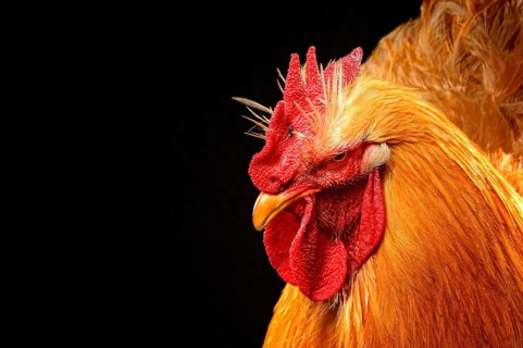 Cock
