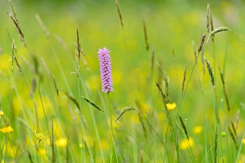 Meadow bistort (Bistorta officinalis)