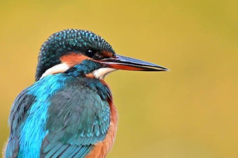 Common kingfisher (Alcedo atthis) Common kingfisher female