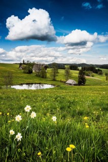 Farms and flower meadow and pond