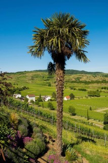Vineyards and palm tree