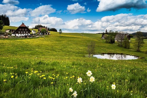 Farms and flower meadow and pond
