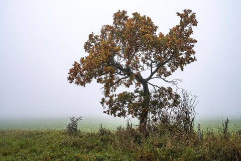 Autumn tree