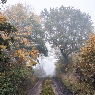 Misty rural road