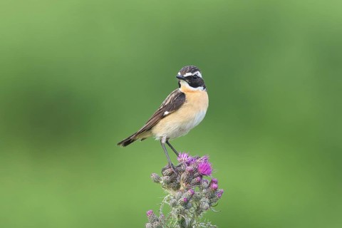 Whinchat (Saxicola rubetra)